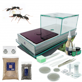 Bundle Offer - Harpegnathos venator